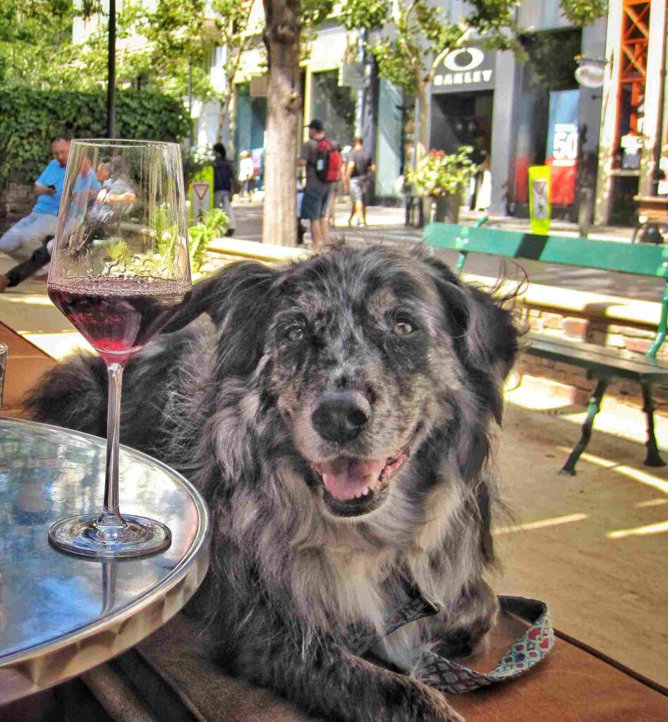 Restaurante pet friendly en Burgo de Osma